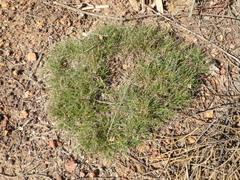 Schoenus breviculmis