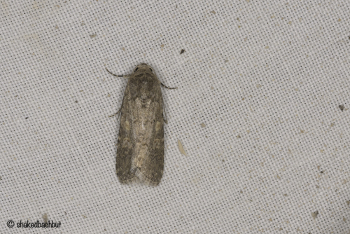 Beet Armyworm Moth