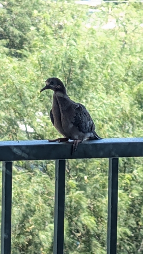 Mourning Dove