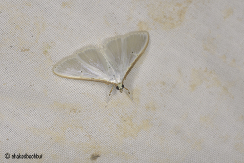 Jasmine Moth