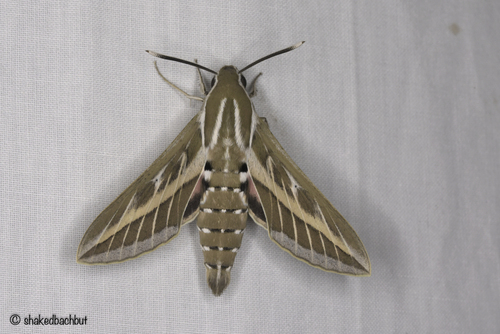 Striped Hawkmoth