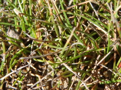 Schoenus breviculmis