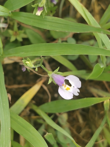Asian mazus
