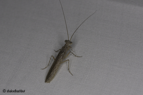 Perlamantis alliberti