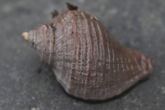 Nucella lima