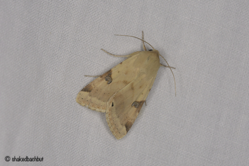 The Bordered Straw