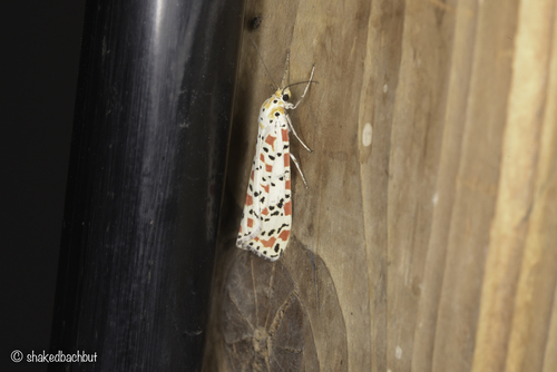 Crimson-speckled Flunkey