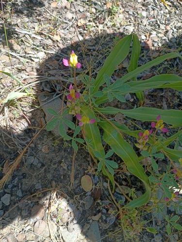 Lupinus stiversii, photograph 1