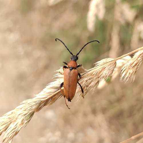 Red Pine Longhorn Beetle