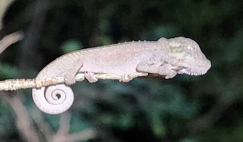 Setaro's Dwarf Chameleon