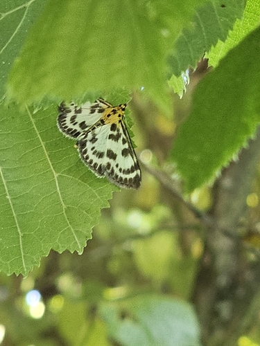 Small Magpie