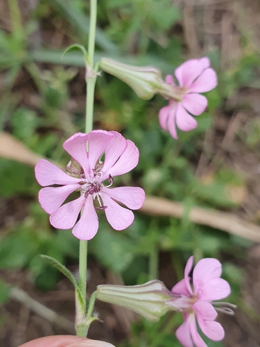 Silene colorata, photograph 2