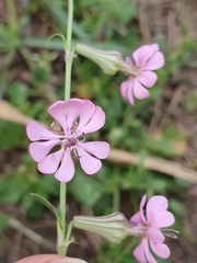 Silene colorata, photograph (c) Mehdi Chetibi, some rights reserved (CC BY)