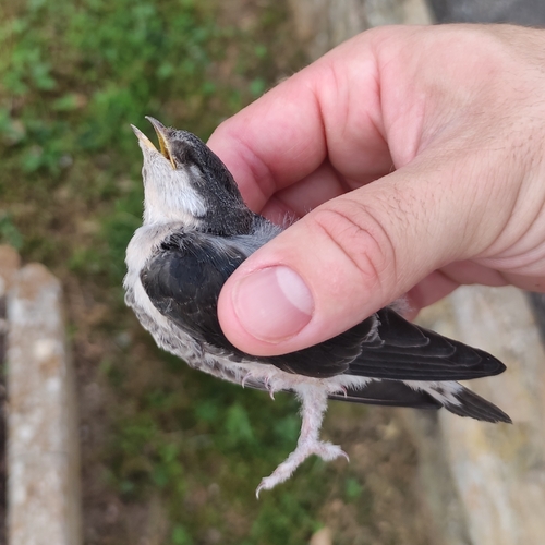 Western House Martin