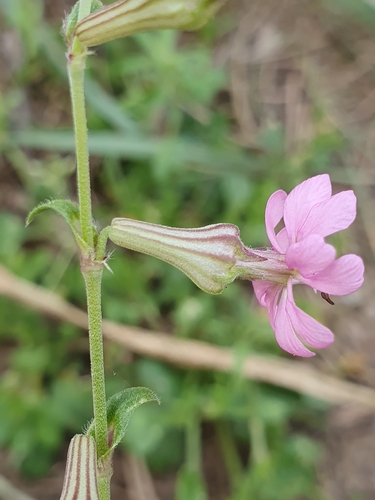 Silene colorata, photograph 3