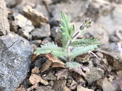 Streptanthus insignis