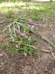 Silene colorata, photograph (c) Mehdi Chetibi, some rights reserved (CC BY)