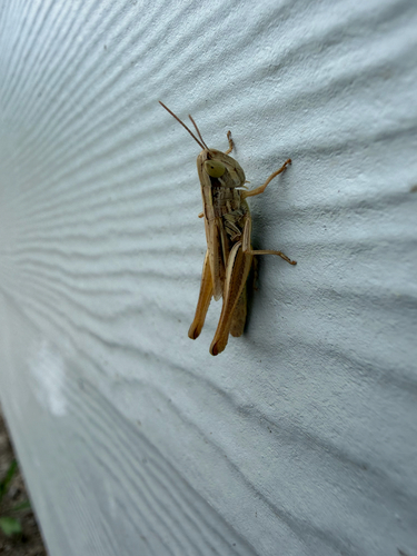 Common Straw Grasshopper