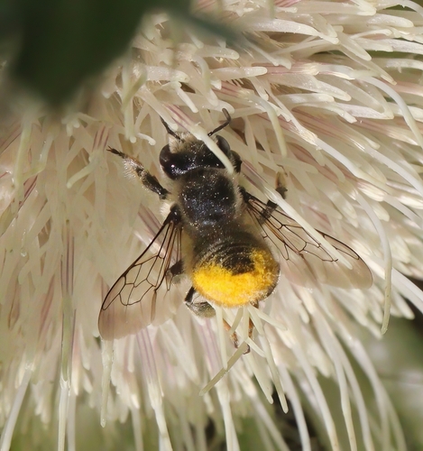 iNaturalist observation photo of Leafcutter, Mortar, and Resin Bees