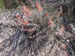 Penstemon subulatus