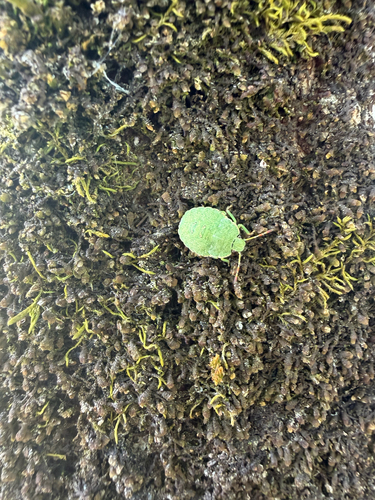 Green Shield Bug