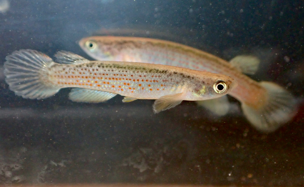 Anablepsoides lungi
