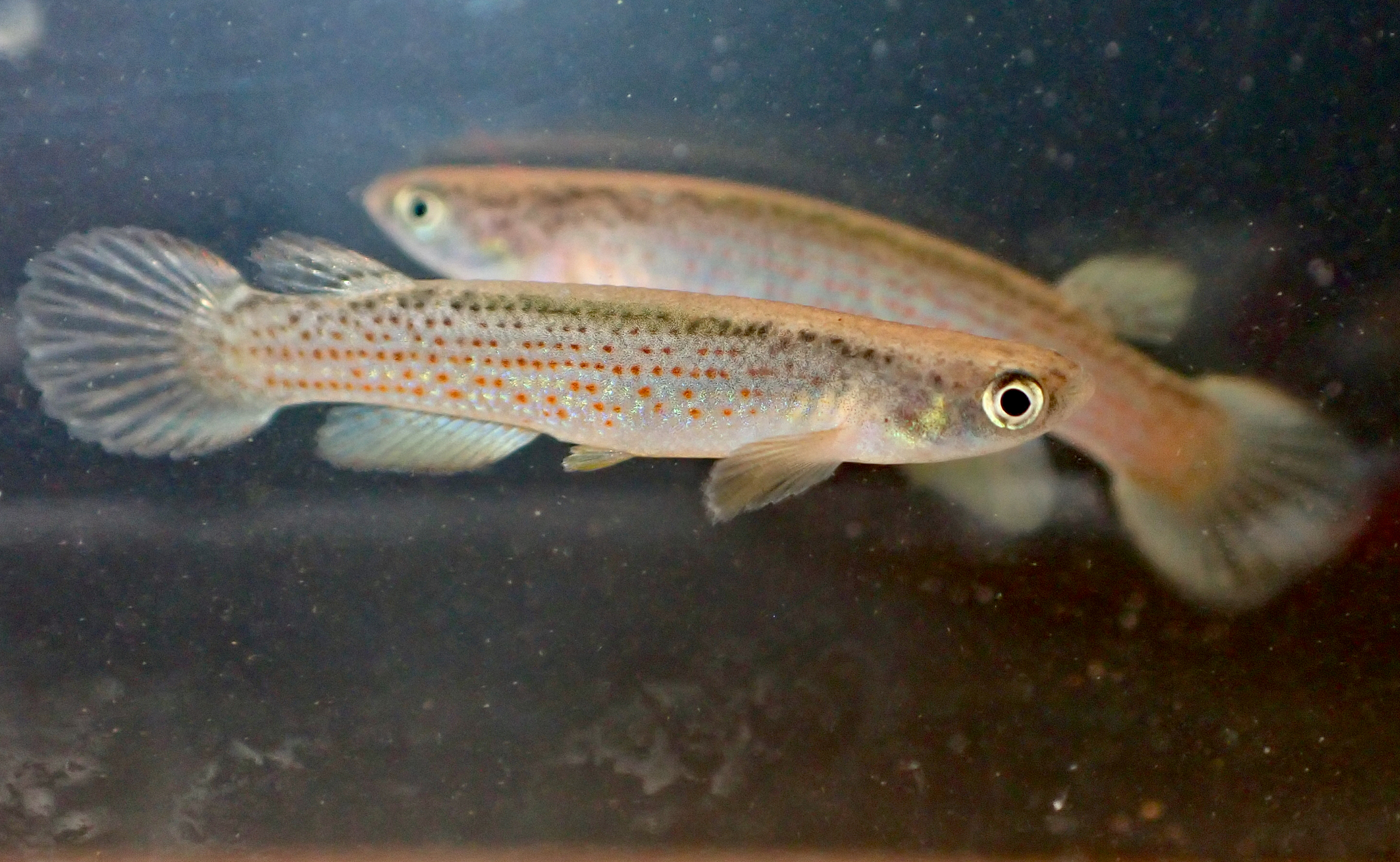 Anablepsoides lungi