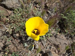 Calochortus kennedyi