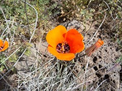 Calochortus kennedyi