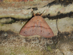 Ophyx eurrhoa