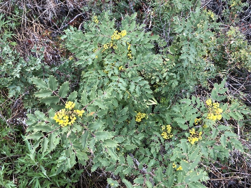 Creeping Oregon Grape