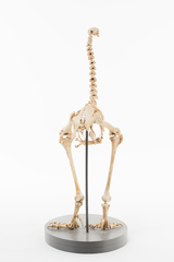 Dinornithiformes