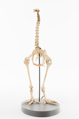 Dinornithiformes