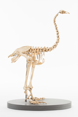 Dinornithiformes