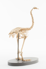 Dinornithiformes