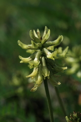 Astragalus propinquus