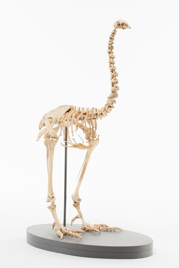 Upland Moa