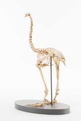 Dinornithiformes
