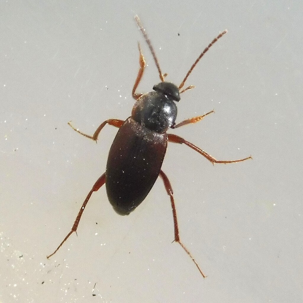 Choleva angustata