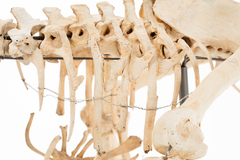 Dinornithiformes