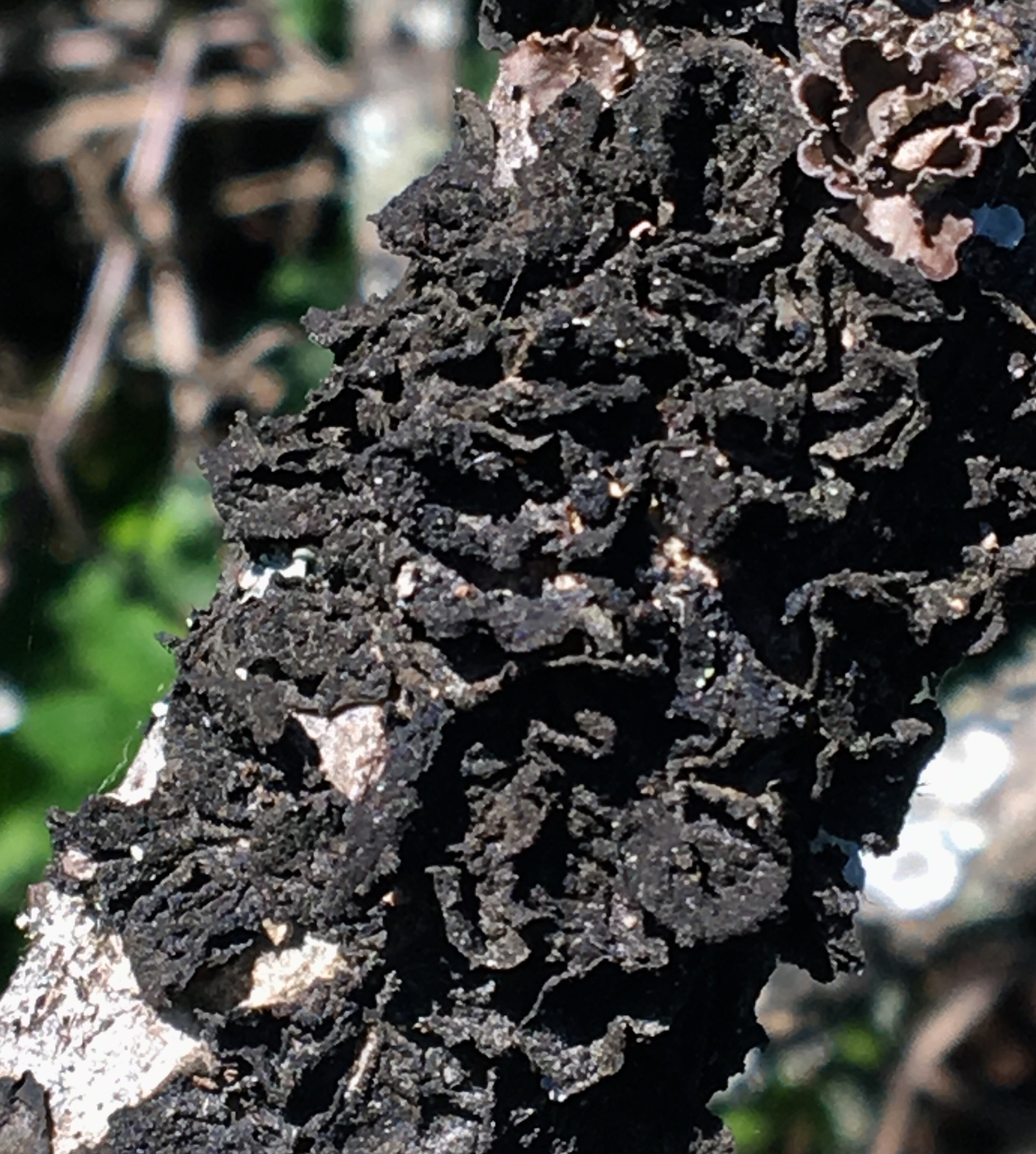 Collema image