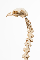 Dinornithiformes