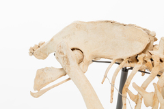 Dinornithiformes