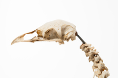 Dinornithiformes