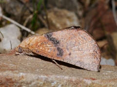 Mnesampela comarcha