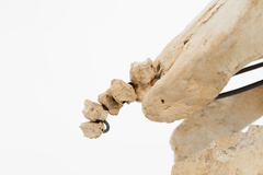 Dinornithiformes