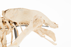 Dinornithiformes
