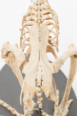 Dinornithiformes