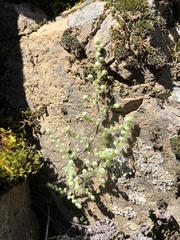 Myriopteris covillei