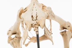 Dinornithiformes